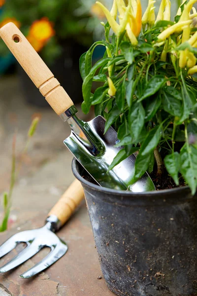 Outils Jardinage Près Des Plantes Dans Jardin Journée Ensoleillée — Photo