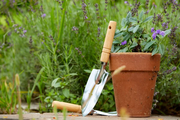 Εργαλεία Κηπουρικής Κοντά Φυτά Στον Κήπο Την Ηλιόλουστη Μέρα — Φωτογραφία Αρχείου