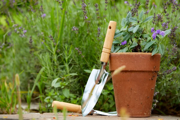 Gartengeräte Der Nähe Von Pflanzen Garten Bei Sonnigem Tag — Stockfoto