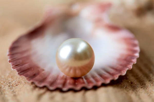 Strand Vit Sand Med Pärla Mussla Skal Nära Utsikt — Stockfoto