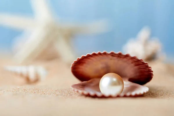 Strand Wit Zand Met Parel Schelp — Stockfoto