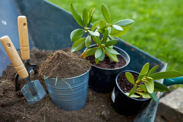 Gros Plan Des Outils Jardinage Des Plantes Dans Jardin — Photo