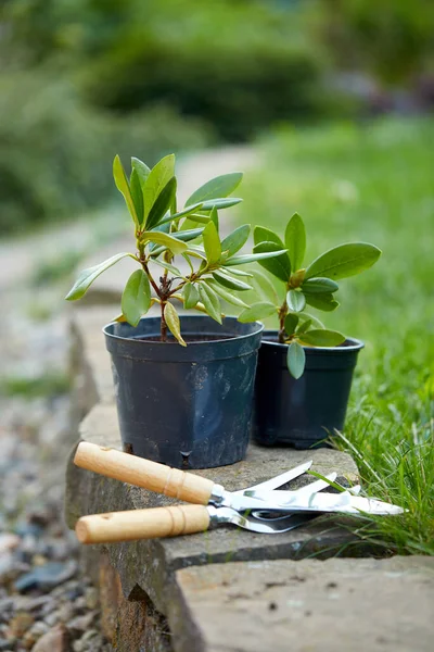 Gros Plan Des Outils Jardinage Des Plantes Dans Jardin — Photo