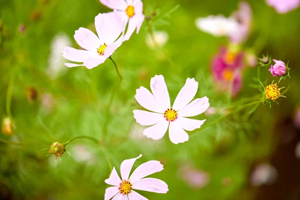 Zbliżenie Kwitnących Kwiatów Niewyraźnym Tle — Zdjęcie stockowe
