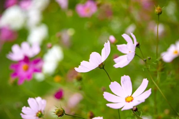 Bulanık Arkaplanda Çiçek Açan Çiçeklerin Kapanışı — Stok fotoğraf