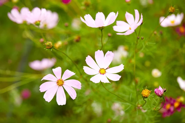 Closeup Blossoming Flowers Blurred Background — Stock Photo, Image