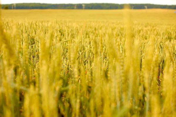 Yellow Grain Ready Harvest Growing Farm Field — Stock Photo, Image