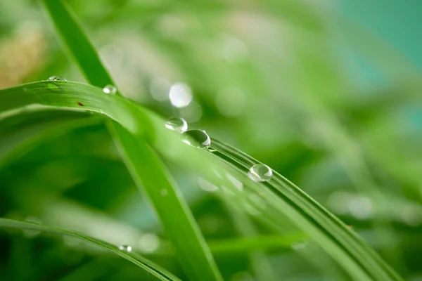 雨滴过后 水滴在绿叶上的特写 — 图库照片