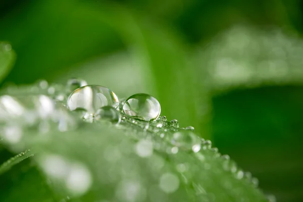 Primer Plano Gotas Agua Hojas Verdes Después Gotas Lluvia —  Fotos de Stock