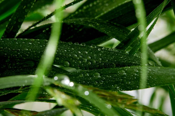 Closeup Water Drops Green Leaves Raindrops — Stock Photo, Image