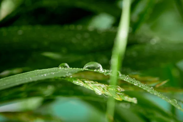 Closeup Water Drops Green Leaves Raindrops — Stock Photo, Image