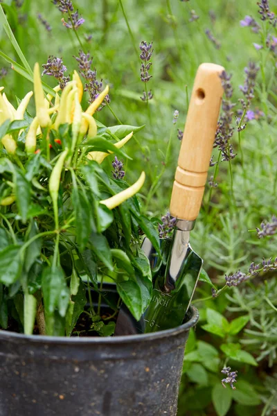 Herramientas Plantas Jardinería Jardín —  Fotos de Stock