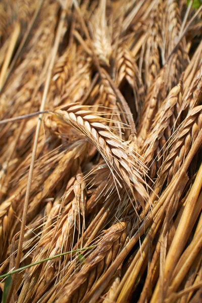 Vete bakgrund — Stockfoto