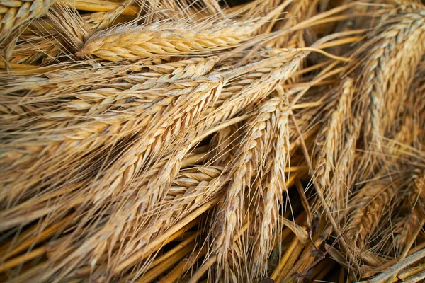 Fondo di grano — Foto Stock