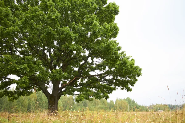 Boom op veld — Stockfoto