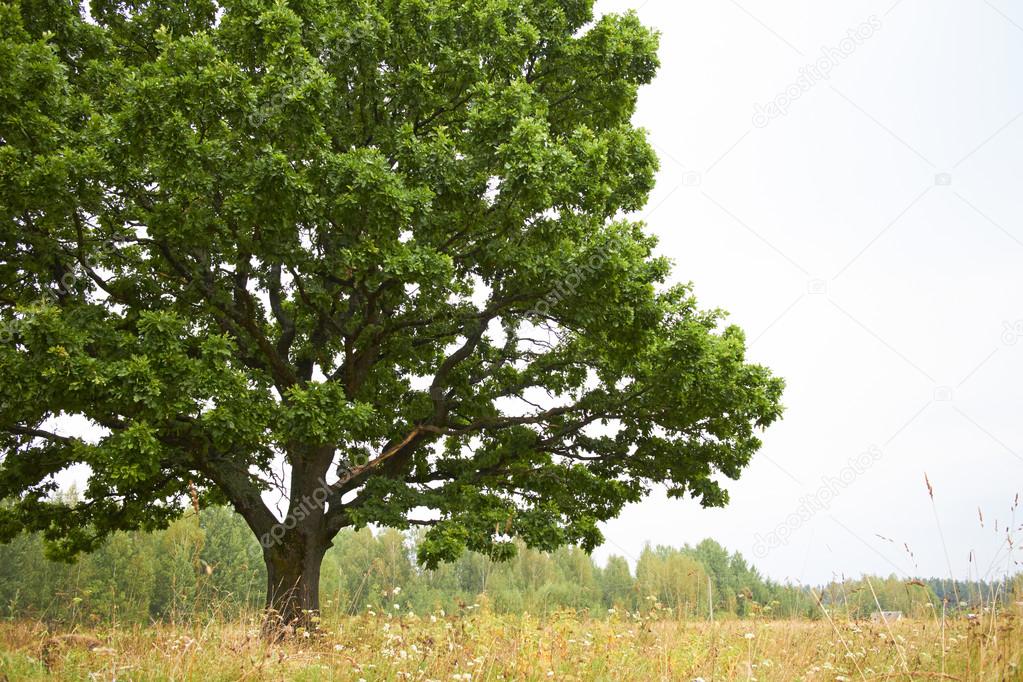 Tree on  field