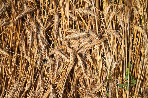 Wheat ears Stock Picture