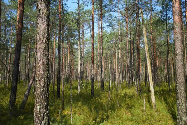 Nice forest Stock Picture