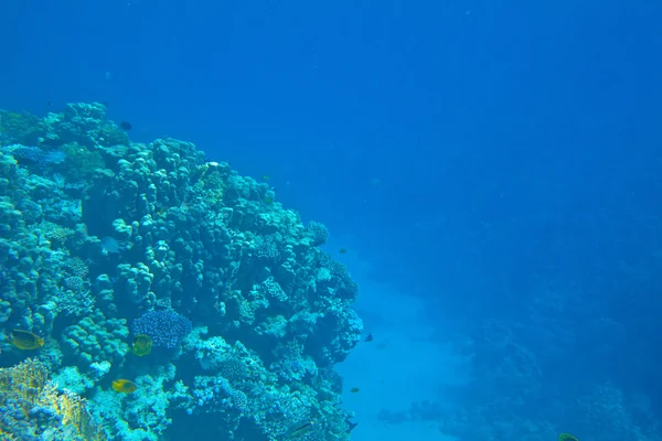 Coral reef — Stock Photo, Image