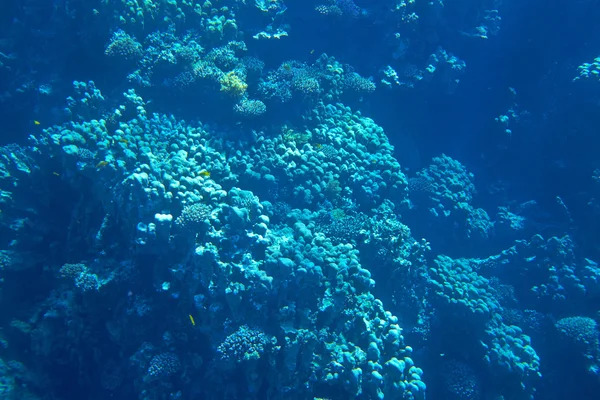 Récif corallien — Photo