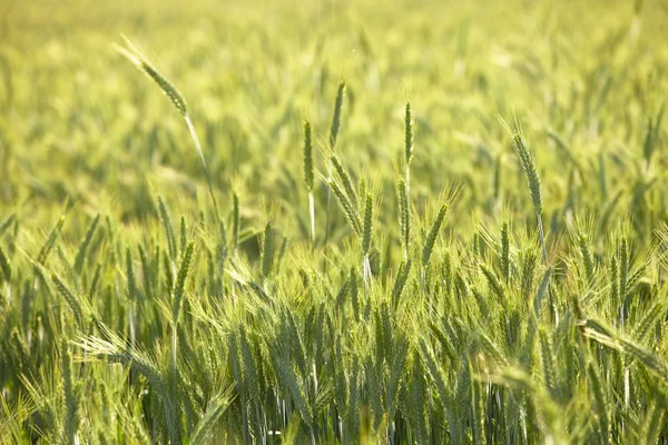 Campo verde — Foto Stock