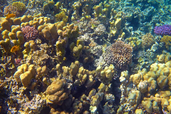 Coral reef — Stock Photo, Image