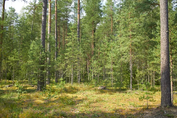 Bosque en verano —  Fotos de Stock