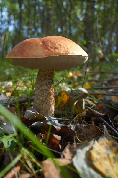 Mushroom in   forest — Stock Photo, Image