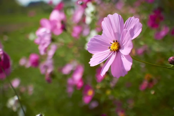 Nice flowers — Stock Photo, Image