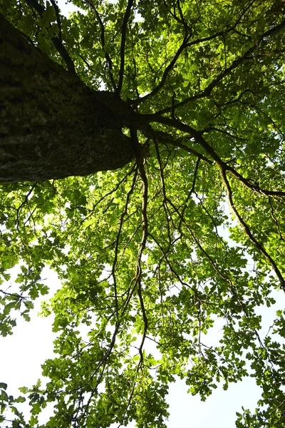 Großer Baum — Stockfoto