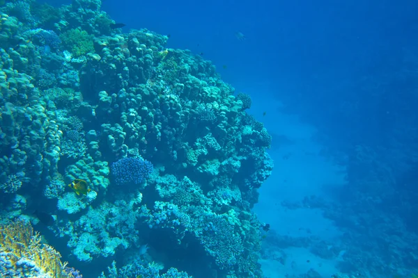 Arrecife de coral —  Fotos de Stock