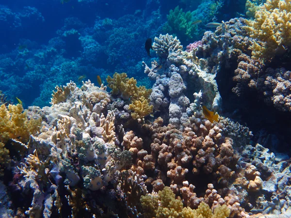 Arrecife de coral —  Fotos de Stock