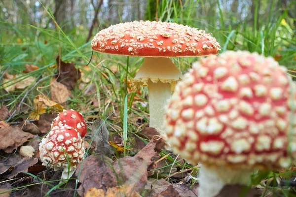 Gevlekte paddenstoel — Stockfoto