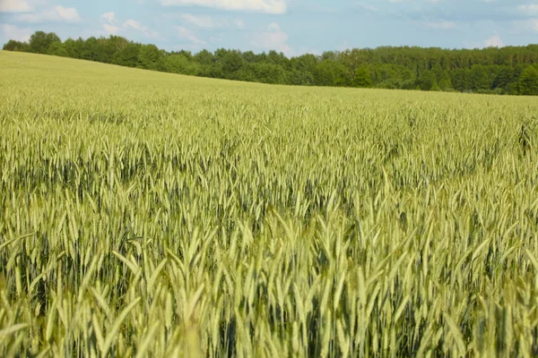 Green field — Stock Photo, Image