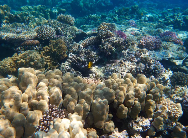 Recifes de Coral e água — Fotografia de Stock