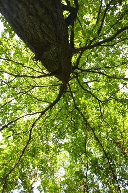 Yaz aylarında büyük ağacının alt görünümü 