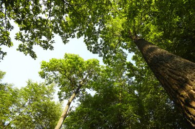 Yaz aylarında büyük ağacının alt görünümü 