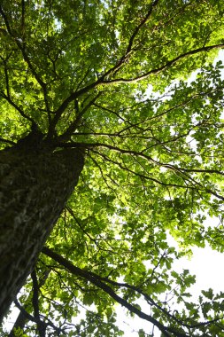 Yaz aylarında büyük ağacının alt görünümü 
