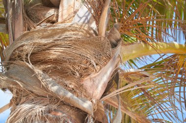 Ağaçlar ve mavi gökyüzü