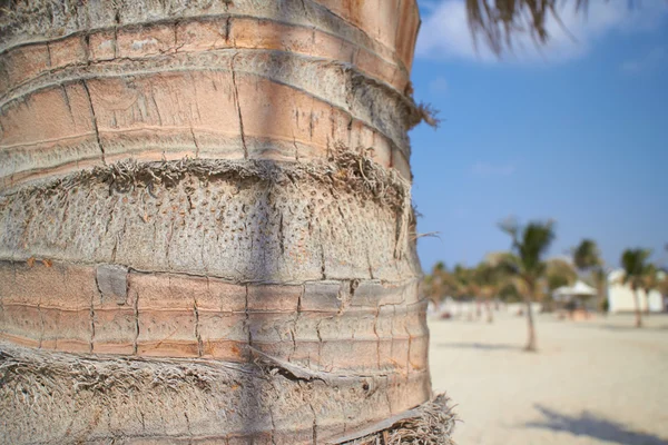 Palmera primer plano — Foto de Stock