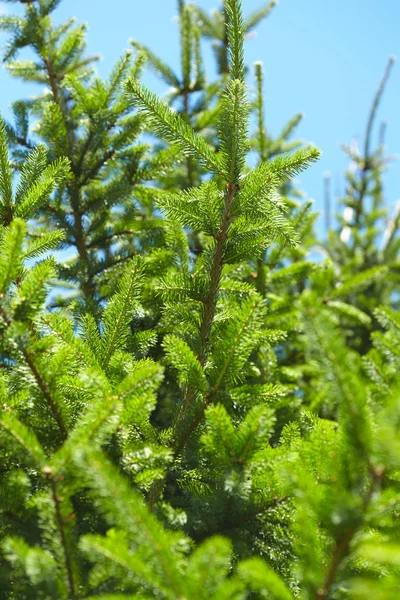 Fir träd gren — Stockfoto