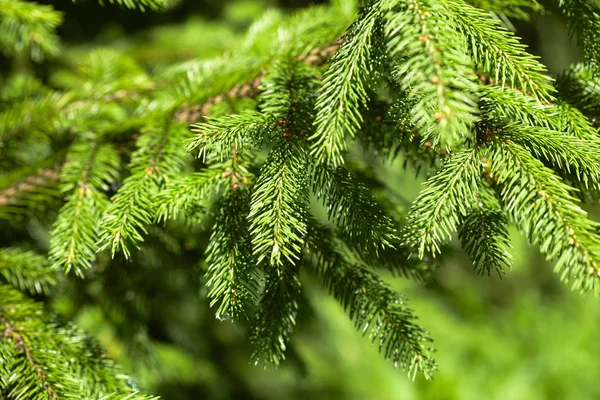 Fir tree branch Royalty Free Stock Images