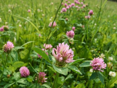 pembe çiçekler ve çimenler