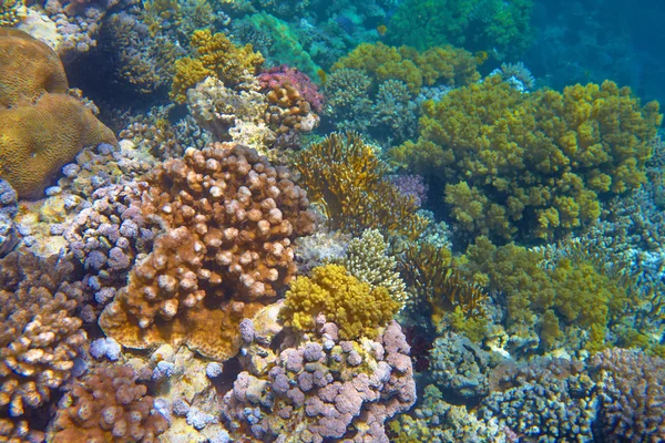 Coral reef and water — Stock Photo, Image