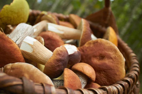 Cogumelos na cesta — Fotografia de Stock