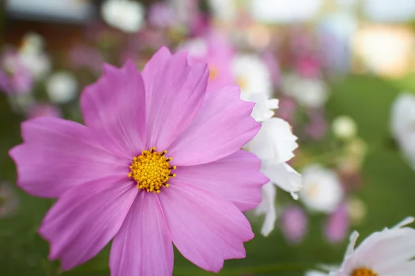 Wild flowers — Stock Photo, Image