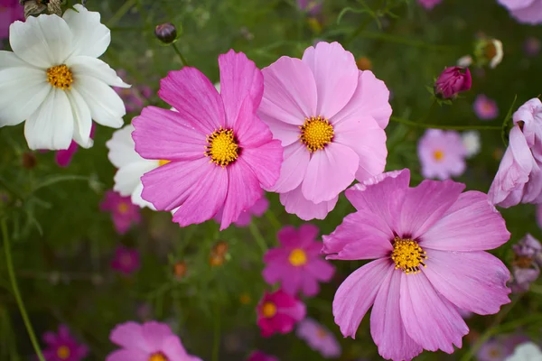 Bonitas Flores Silvestres Rosadas Prado — Foto de Stock