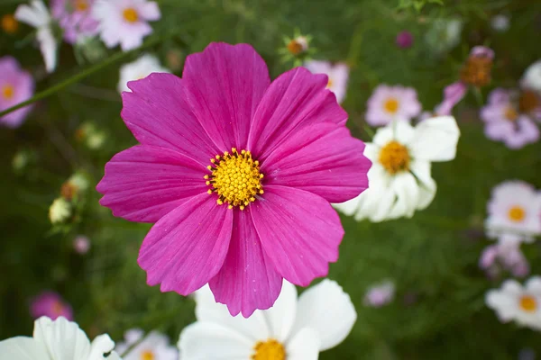 Wild flowers — Stock Photo, Image