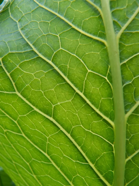 Macro folha verde — Fotografia de Stock