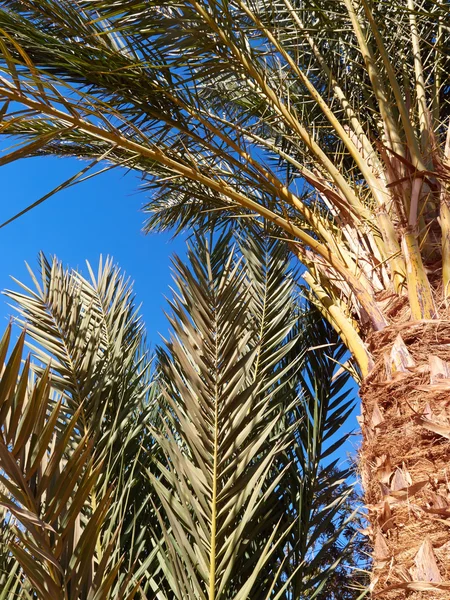 Árboles y cielo azul — Foto de Stock